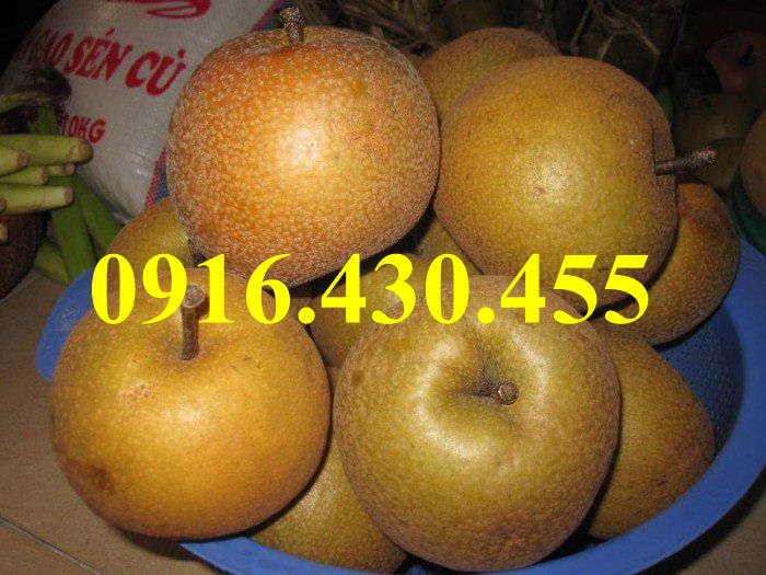 Cây giống lê nâu